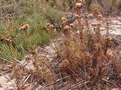 Senecio foeniculoides