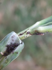 Brachycaudus tragopogonis