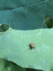 Rhinoncomimus latipes