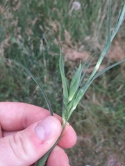 Brachycaudus tragopogonis