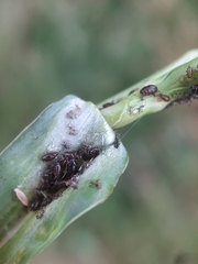 Brachycaudus tragopogonis