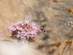 Monardella hypoleuca hypoleuca