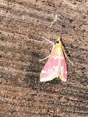 Pyrausta signatalis