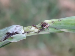 Brachycaudus tragopogonis