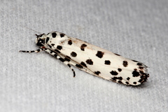 Ethmia clytodoxa