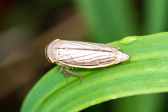 Athysanus argentarius
