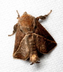 Anaxidia lozogramma