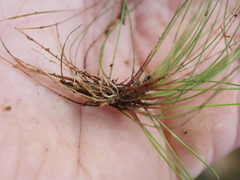 Isolepis reticularis