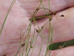 Isolepis reticularis