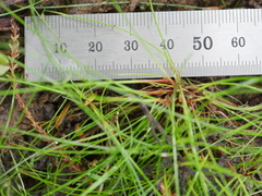 Isolepis reticularis