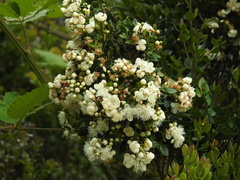 Luma apiculata