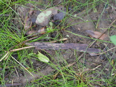 Isolepis reticularis