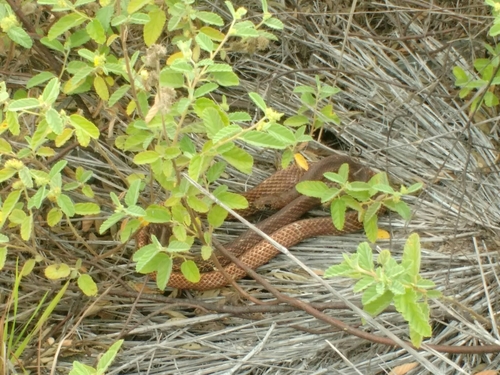 Clarion Island Whip Snake