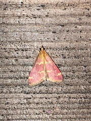 Pyrausta signatalis