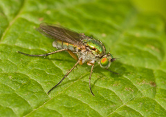 Poecilobothrus nobilitatus