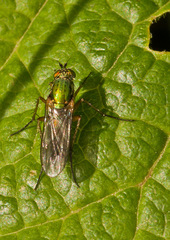Poecilobothrus nobilitatus
