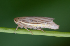 Athysanus argentarius