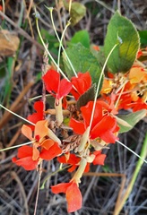 Helicteres brevispira