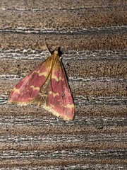 Pyrausta signatalis