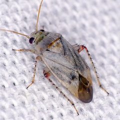 Sthenarus rotermundi