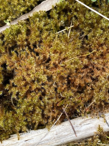 Drepanocladus polygamus