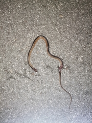 Coniophanes schmidti