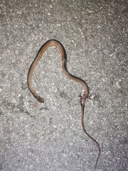 Coniophanes schmidti