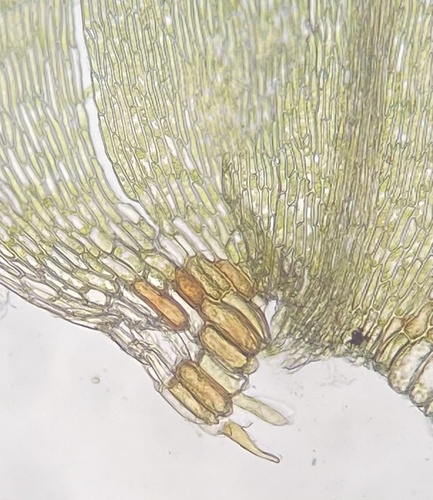 Drepanocladus polygamus