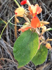 Helicteres brevispira