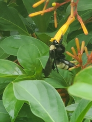 Bombus pensylvanicus image