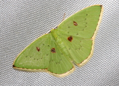 Comostola leucomerata