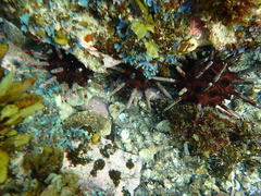 Phyllacanthus parvispinus