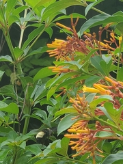 Bombus pensylvanicus image
