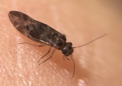 Peripsocus subfasciatus