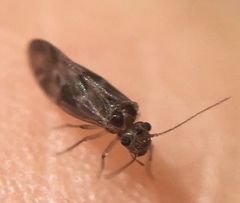 Peripsocus subfasciatus