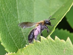 Andrena nitida