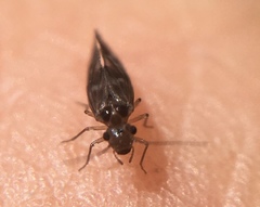 Peripsocus subfasciatus