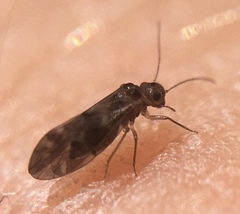Peripsocus subfasciatus