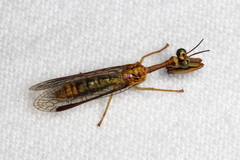 Spaminta minjerribae