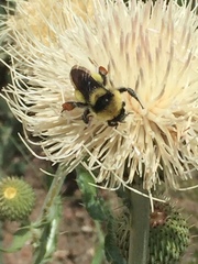 Bombus fervidus