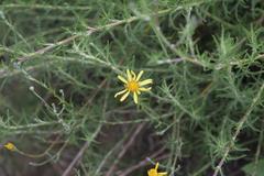 Senecio prostratus