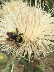 Bombus fervidus
