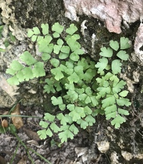 Adiantum bellum