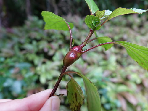 Eupatorium gall fly (Procecidochares utilis)