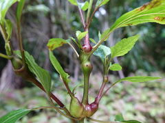Procecidochares utilis