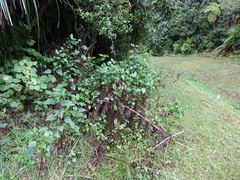 Procecidochares utilis