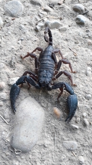 Opisthacanthus
