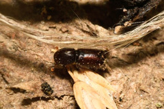 Xylocleptes bispinus