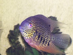 Spotted Severum photo 1
