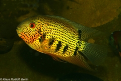 Spotted Severum photo 2